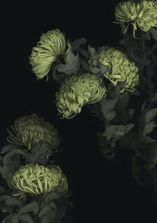 Picture "Chrysanthemum 01" (2013)